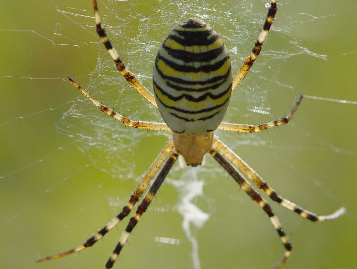 Паук листокрут