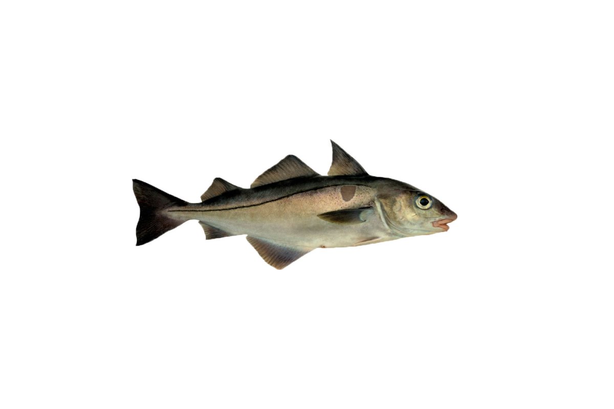 Морская рыба пикша