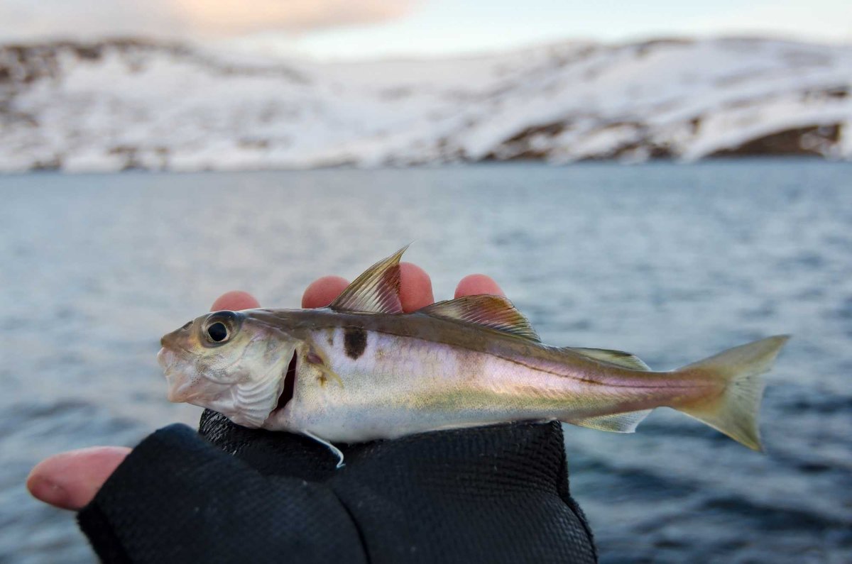Рыба морская тресковые пикша
