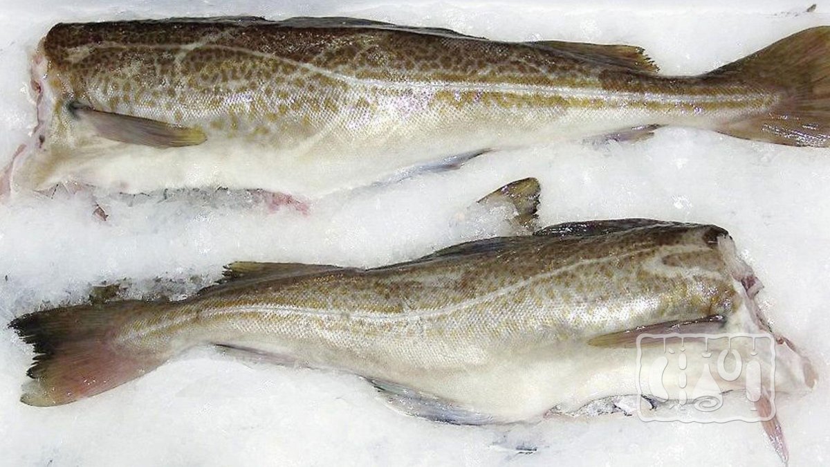 Рыба минтай