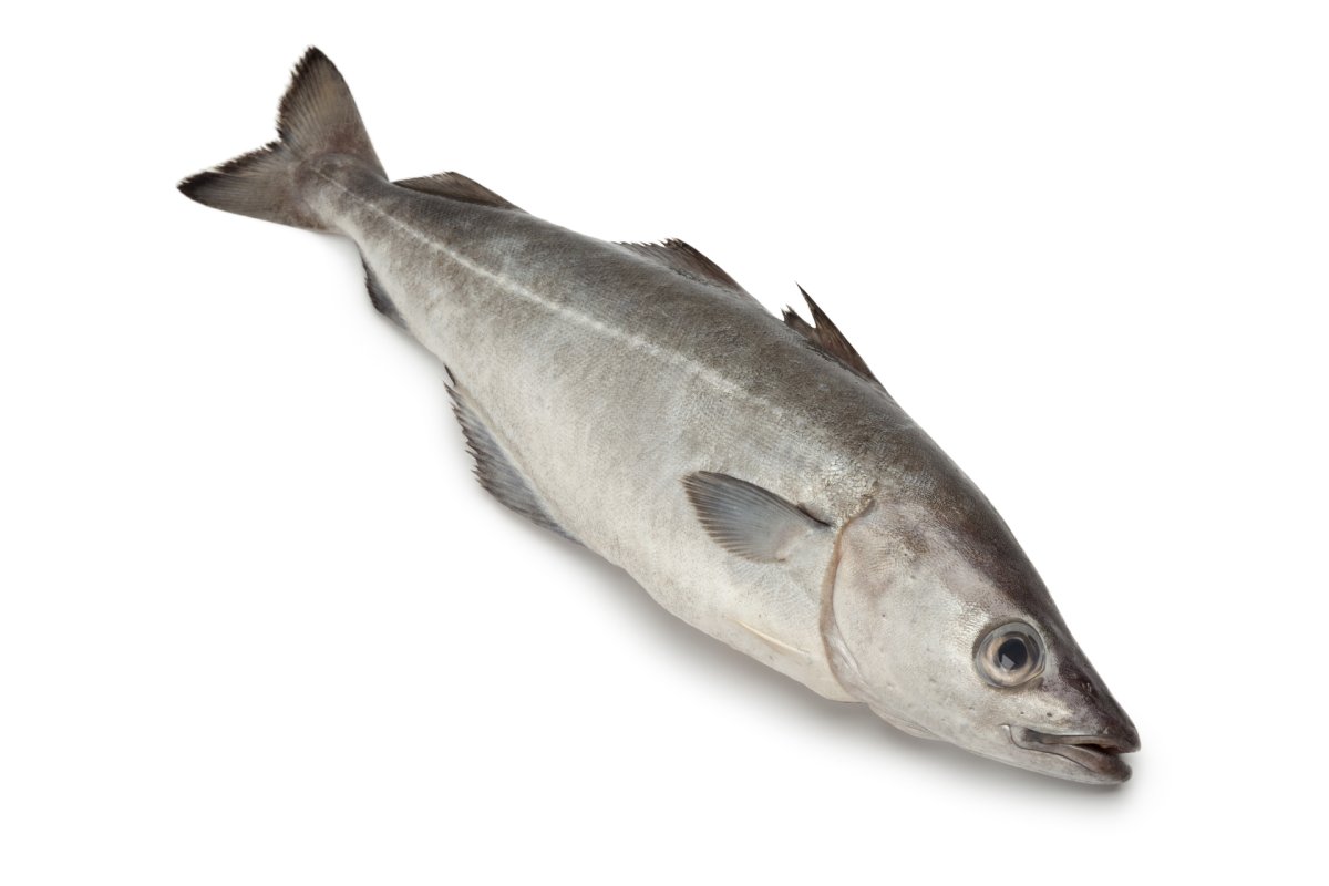 Сайда Черноморская