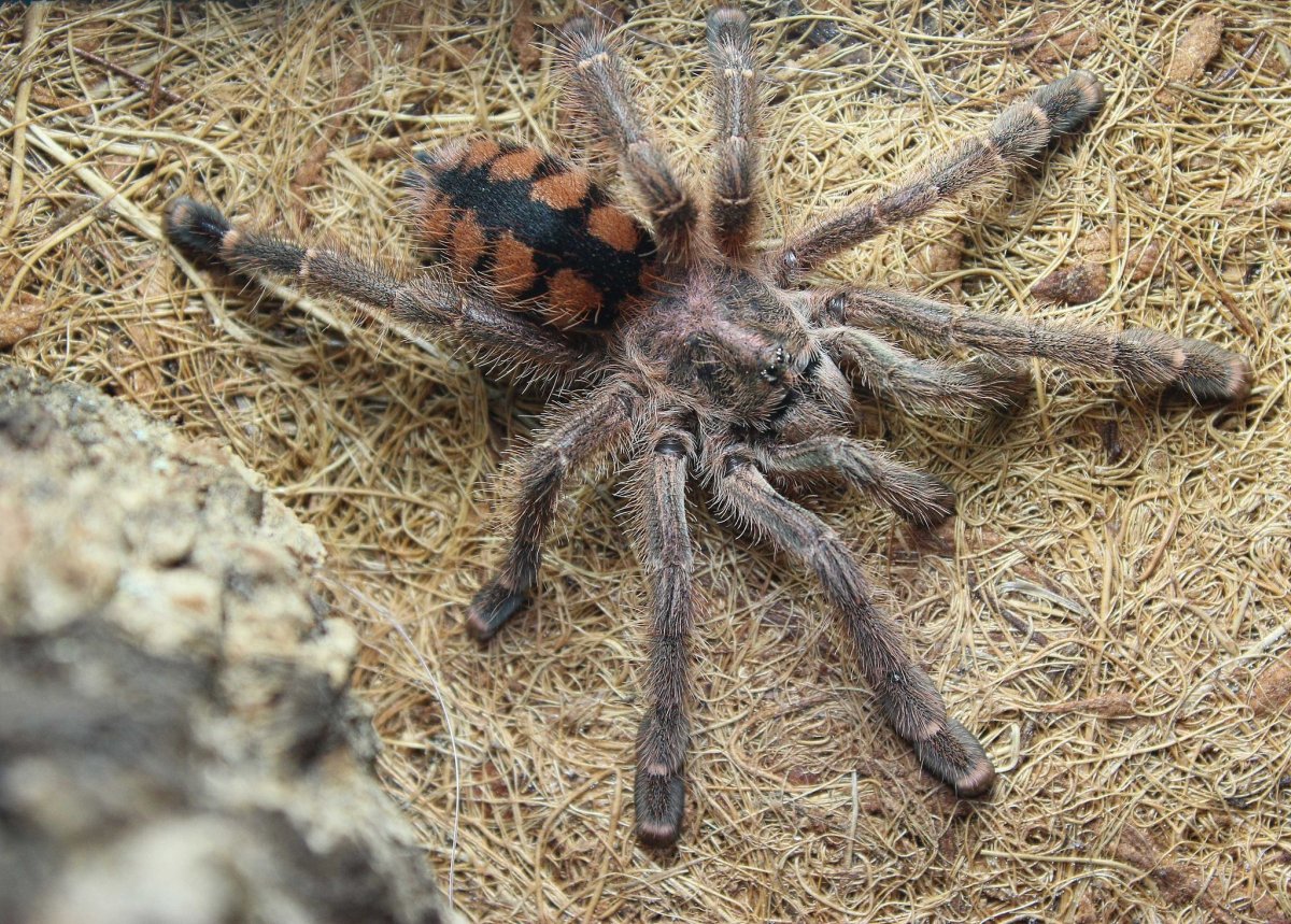 Avicularia MINATRIX