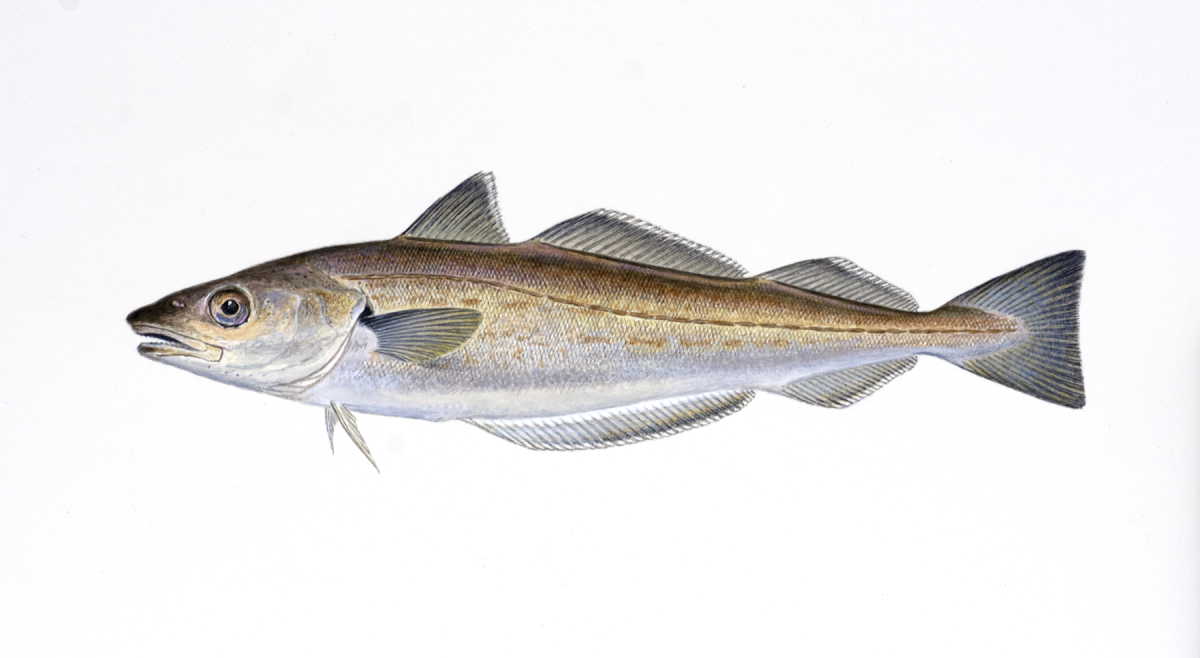 Черноморская рыба мерланг