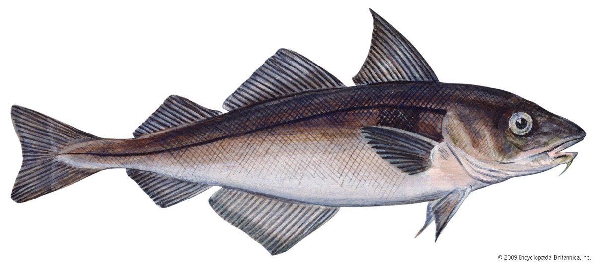 Скумбрия 400-600 Фарерские острова