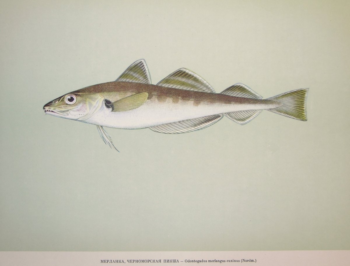 Филе трески атлантической