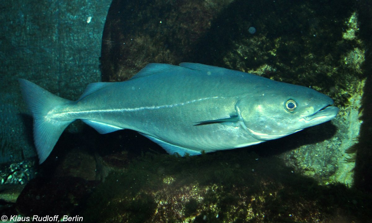 Полярная тресочка рыба