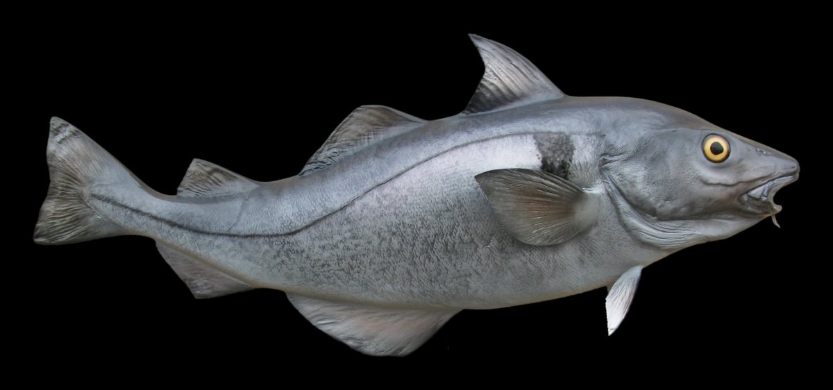 Пикша семейство тресковых