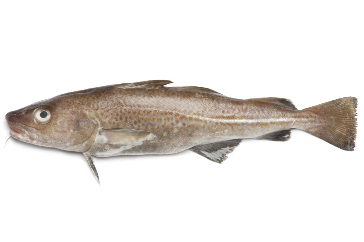 Скумбрия (свежемороженная)