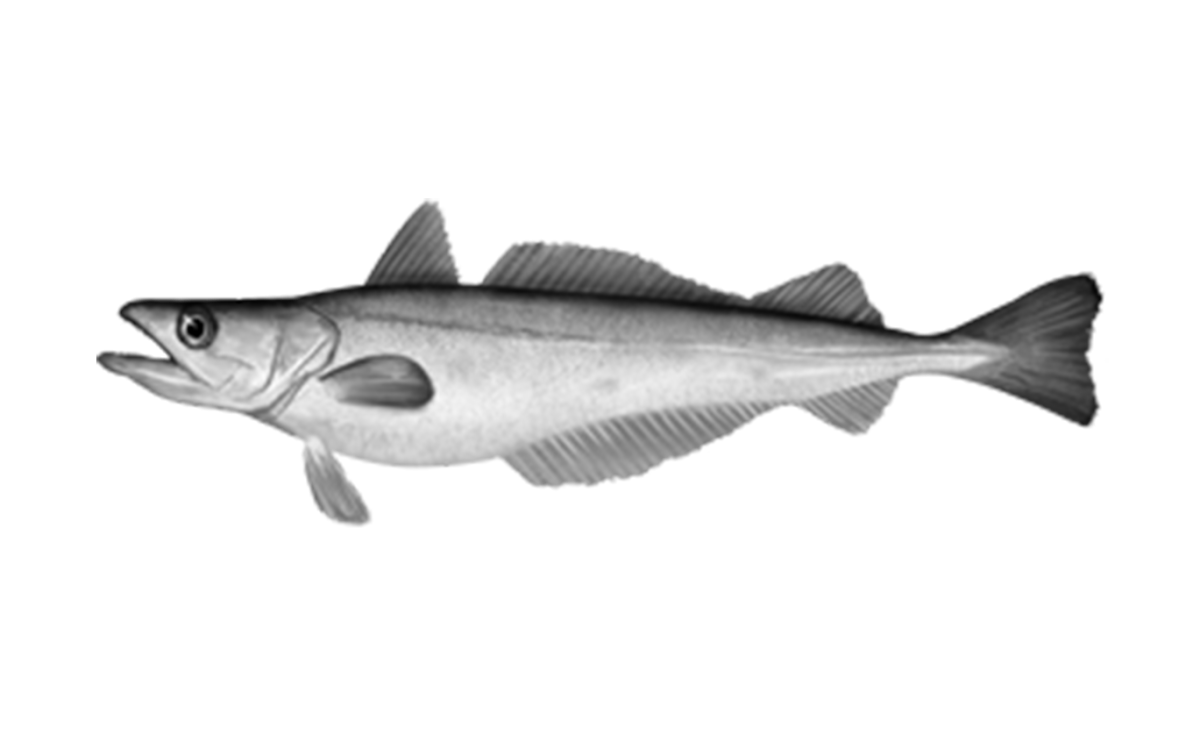 Европейская мерлуза