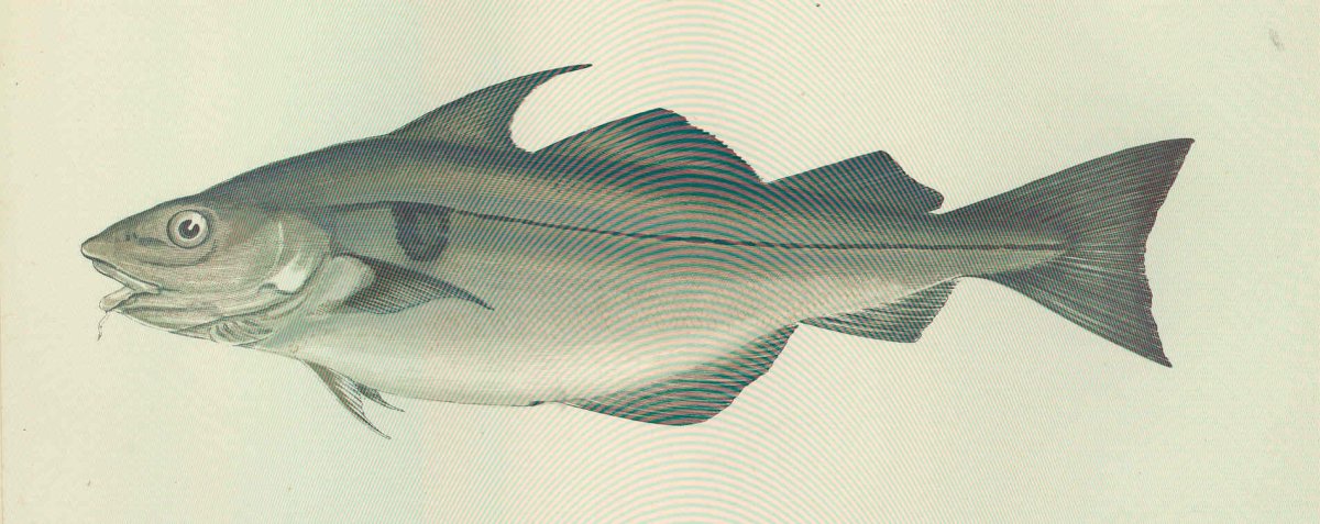 Пикша (Melanogrammus aeglefinus)