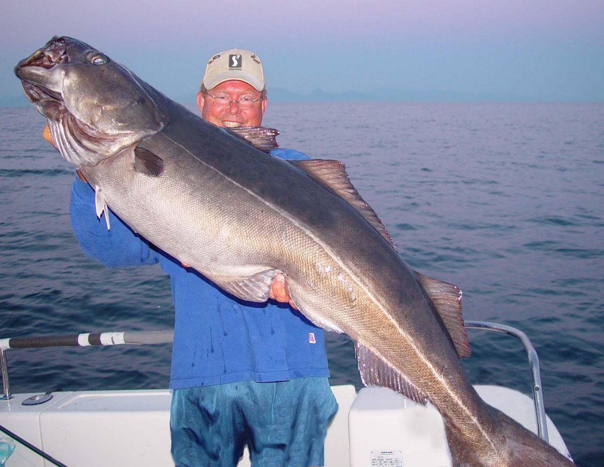 Ставрида Черноморская