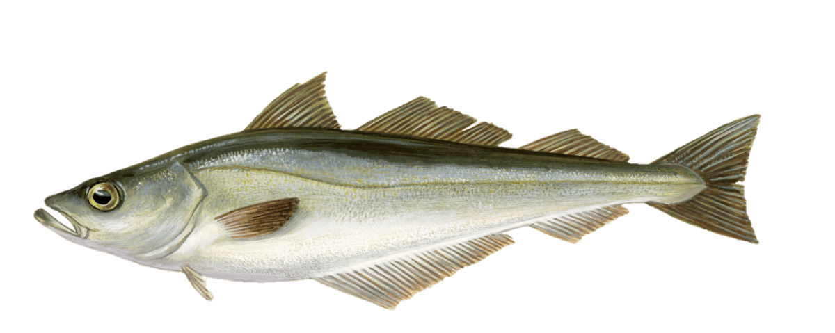 Пикша Черноморская