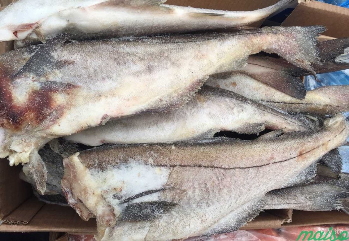 Дальневосточная навага