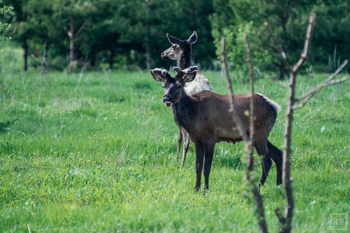 Гривистый волк