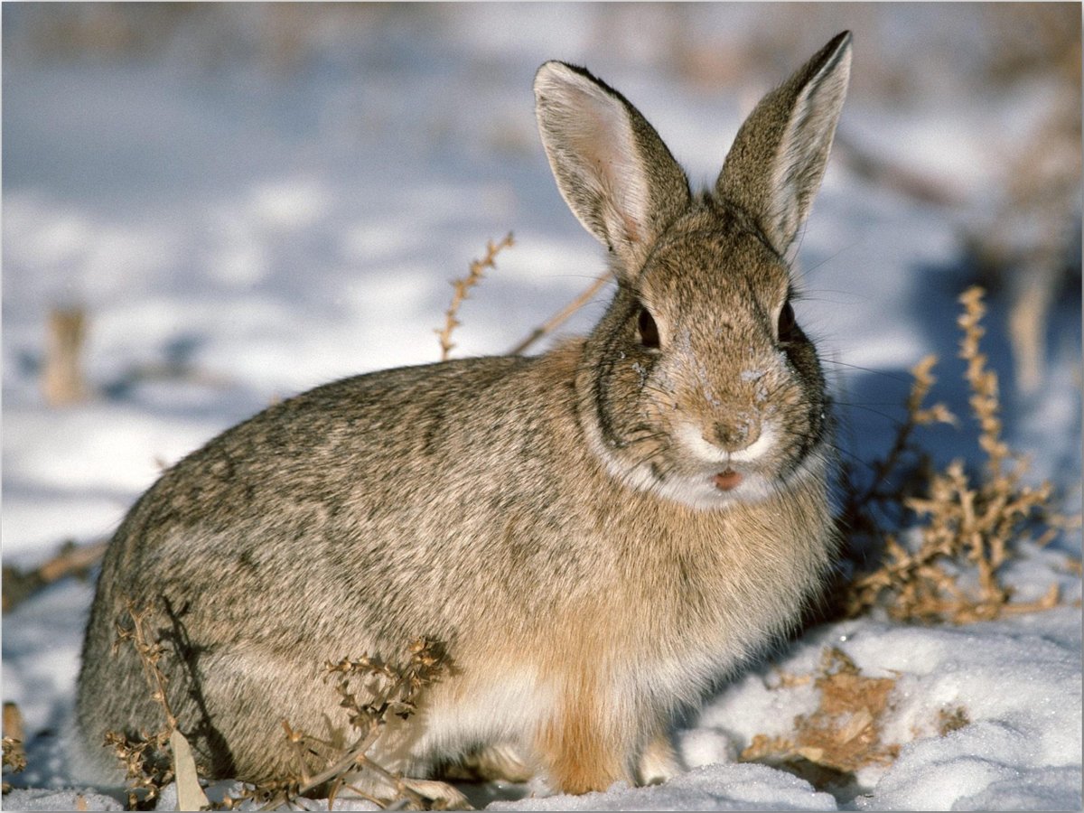Лось в Липецкой области