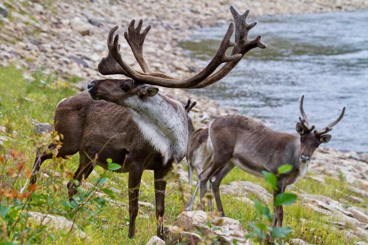 Северный олень плато Путорана