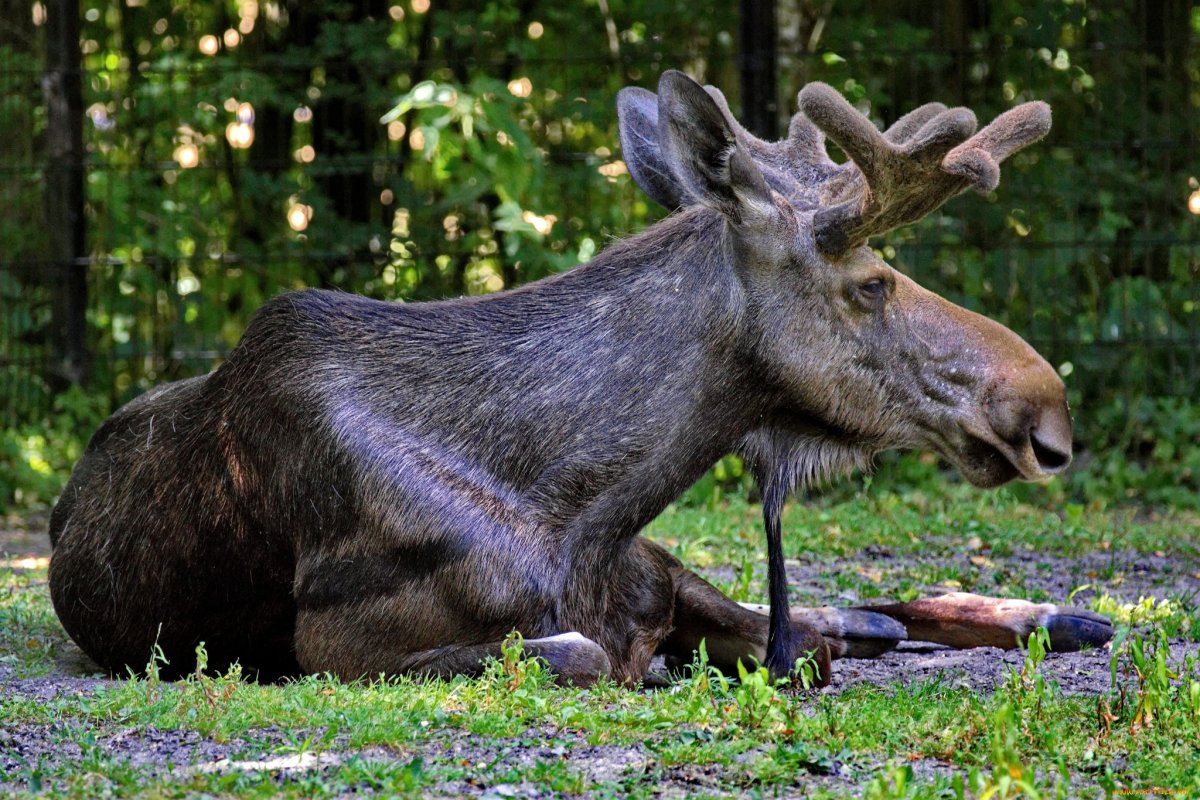 Европейский Лось alces alces