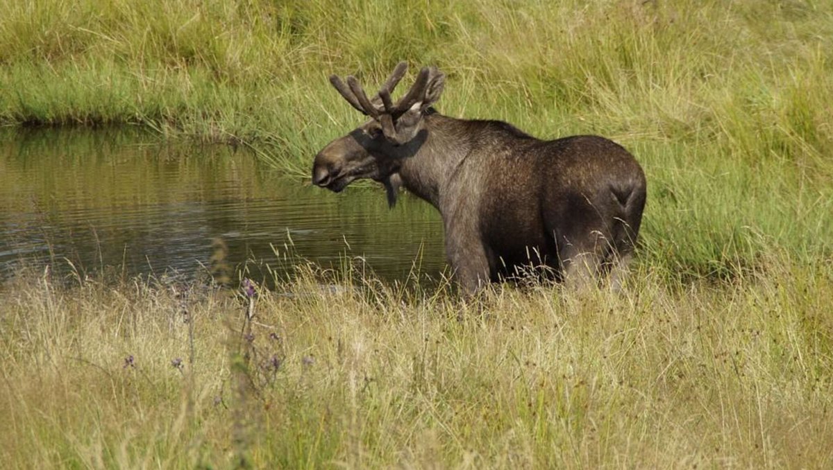 Какие животные водятся в Москве