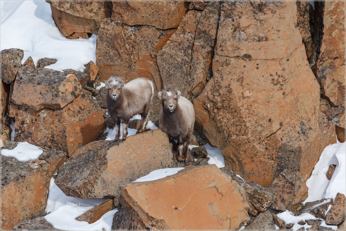 Фауна и Флора Торрес дель Пайне