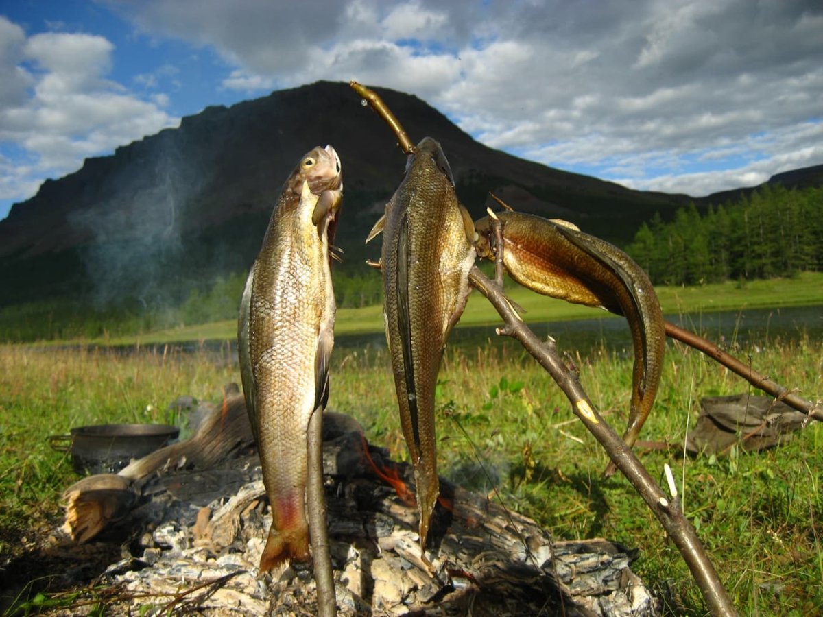 Олени Кольского полуострова
