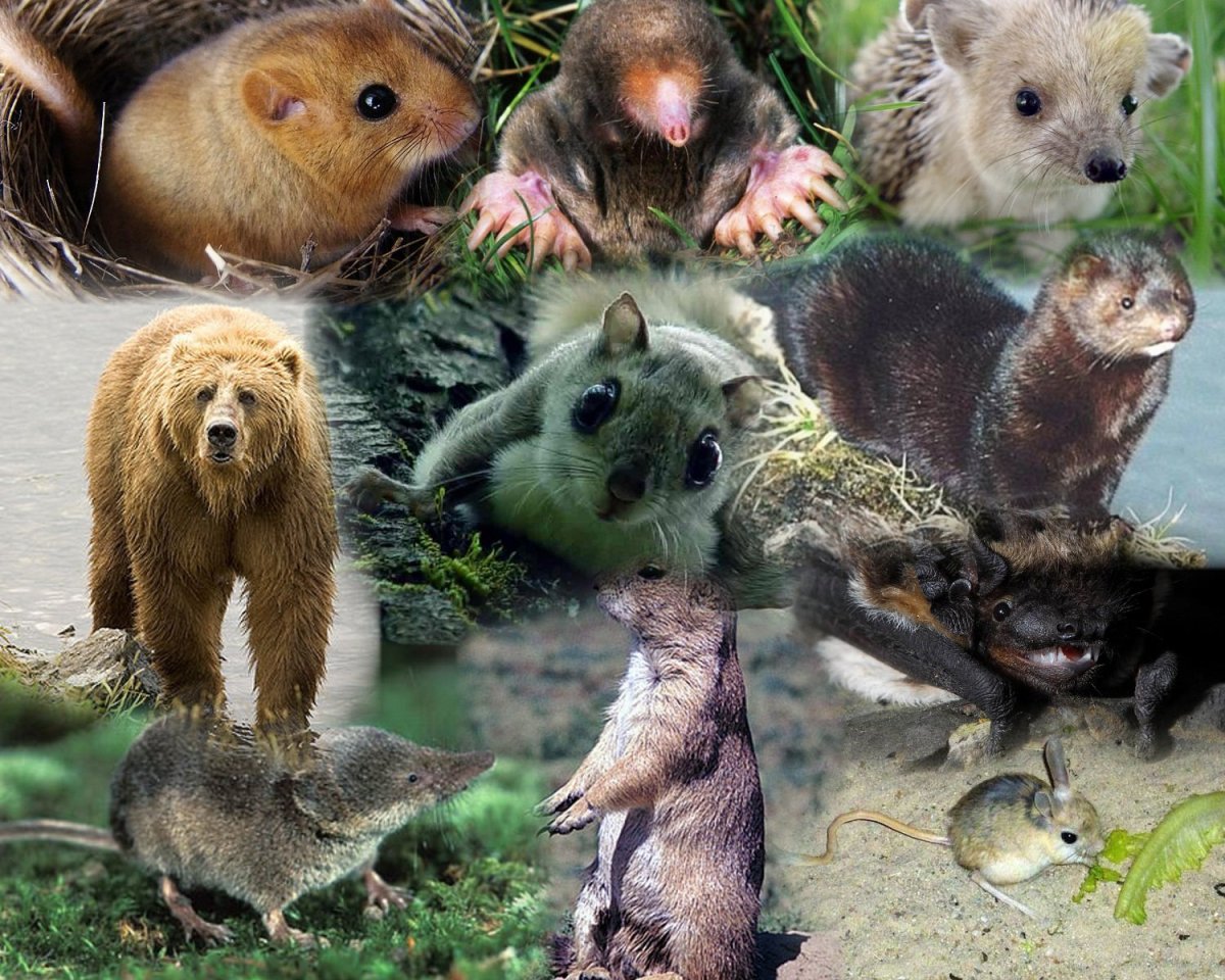 Редкие животные Томской области занесенные в красную книгу