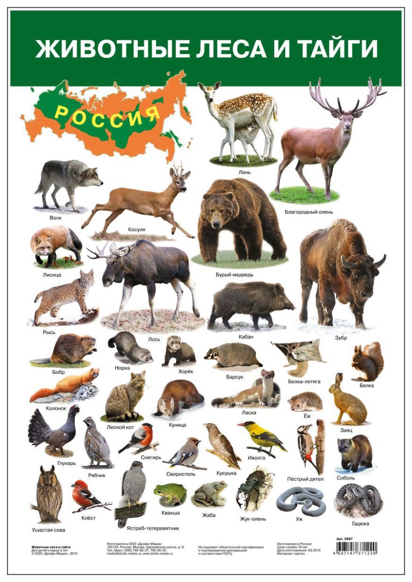 Животные леса России