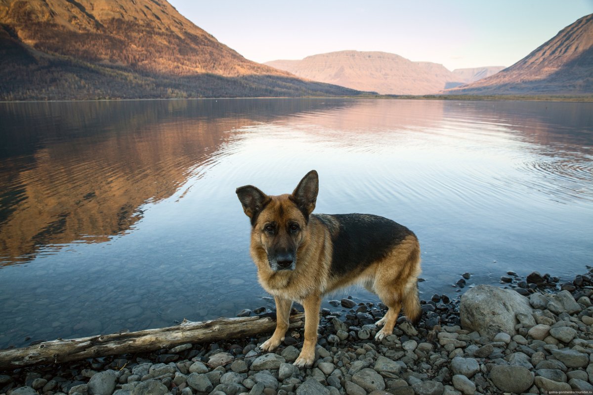 Овцебык на Таймыре