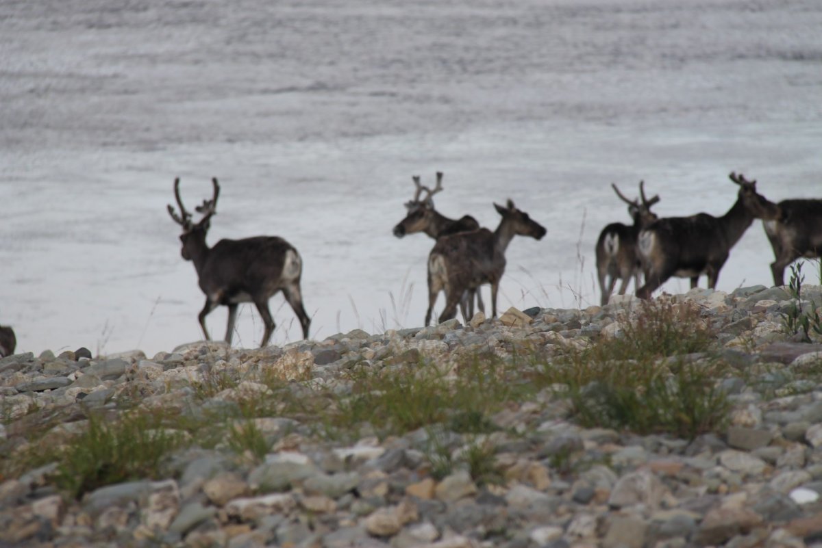 Северный олень плато Путорана
