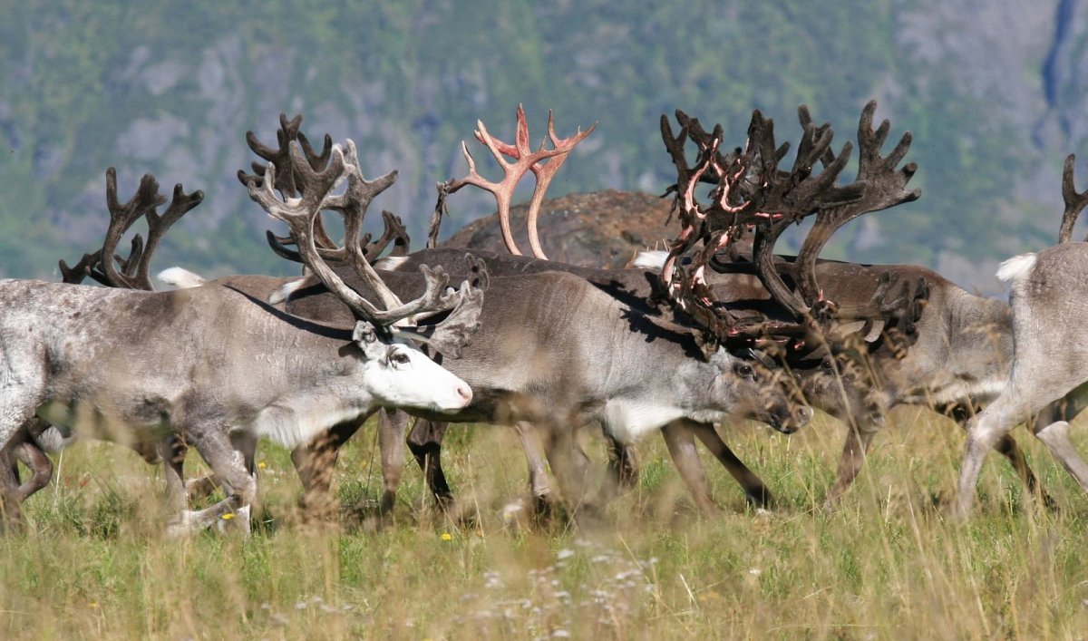 Плато Путорана фауна