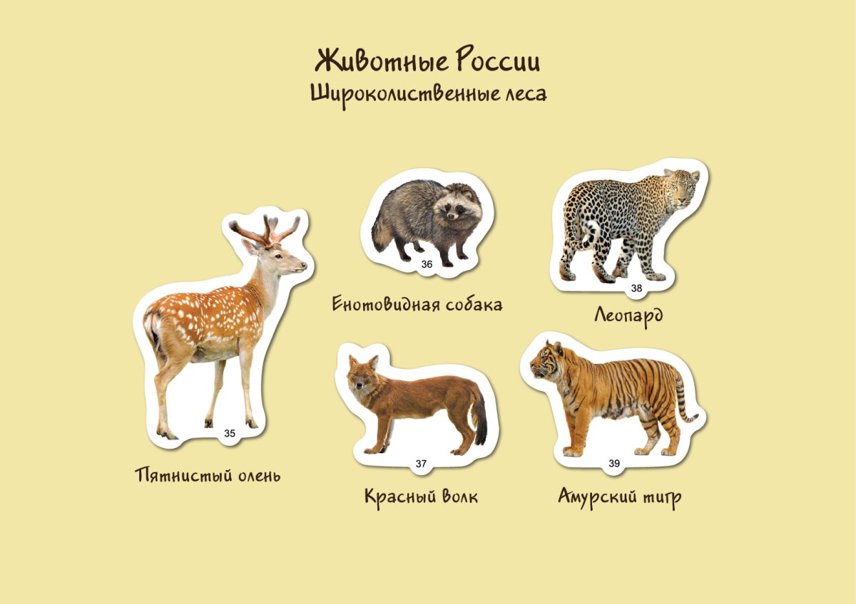 Сибирская косуля детеныш