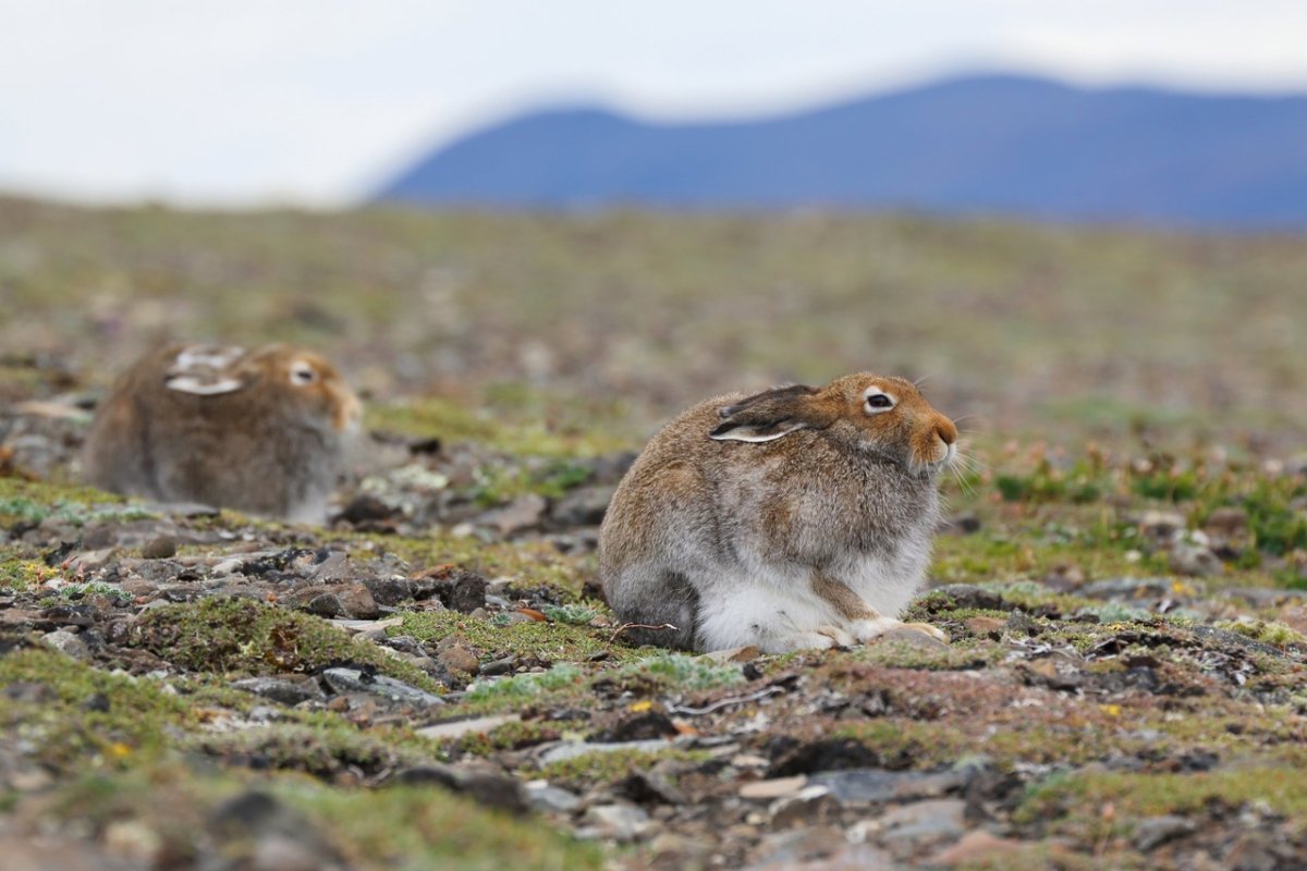 Миграция оленей на плато Путорана
