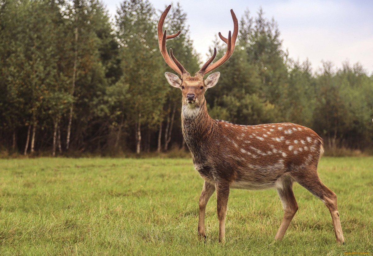 Карта обитания животных Свердловская область