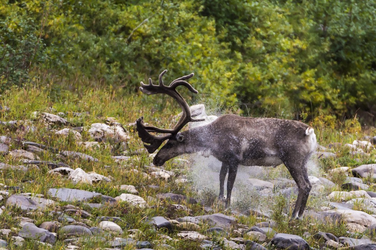 Северный олень плато Путорана