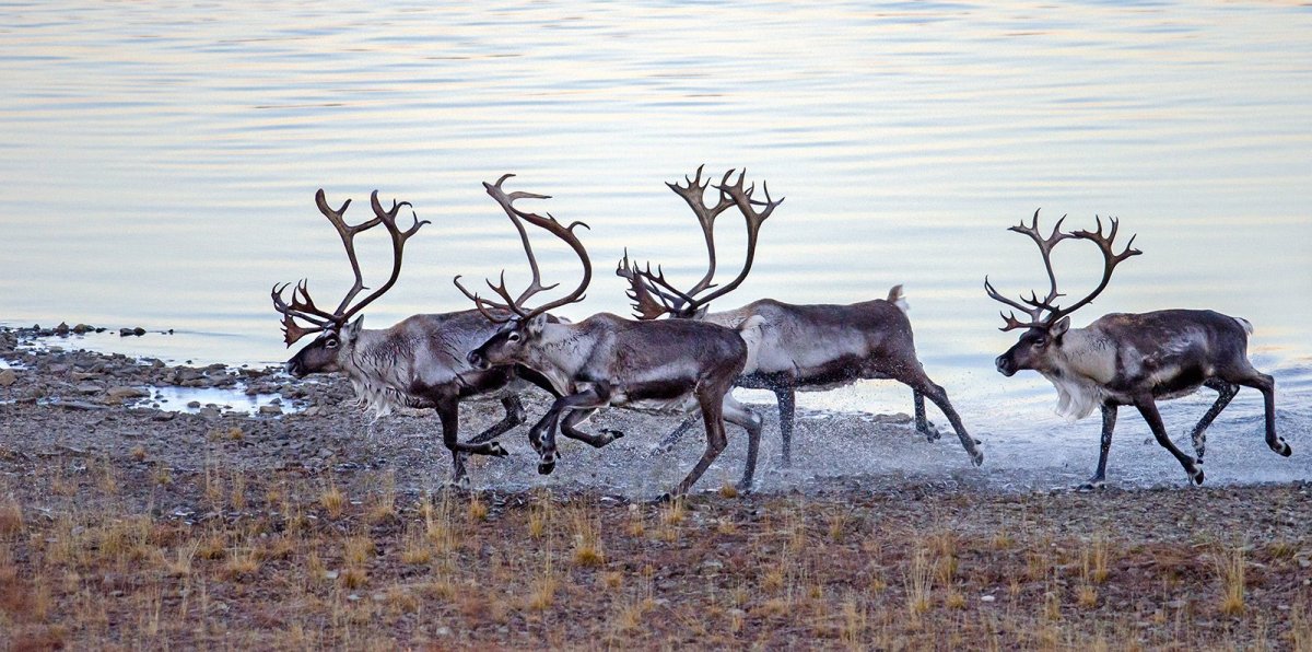 Камчатский сурок