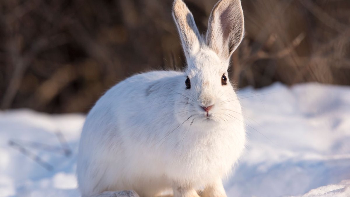 Куршская коса Калининградская область животный мир