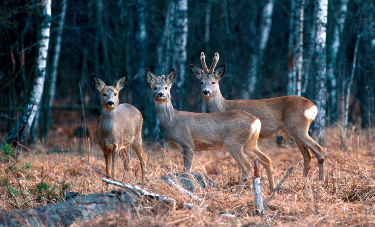 Сибирская кабарга