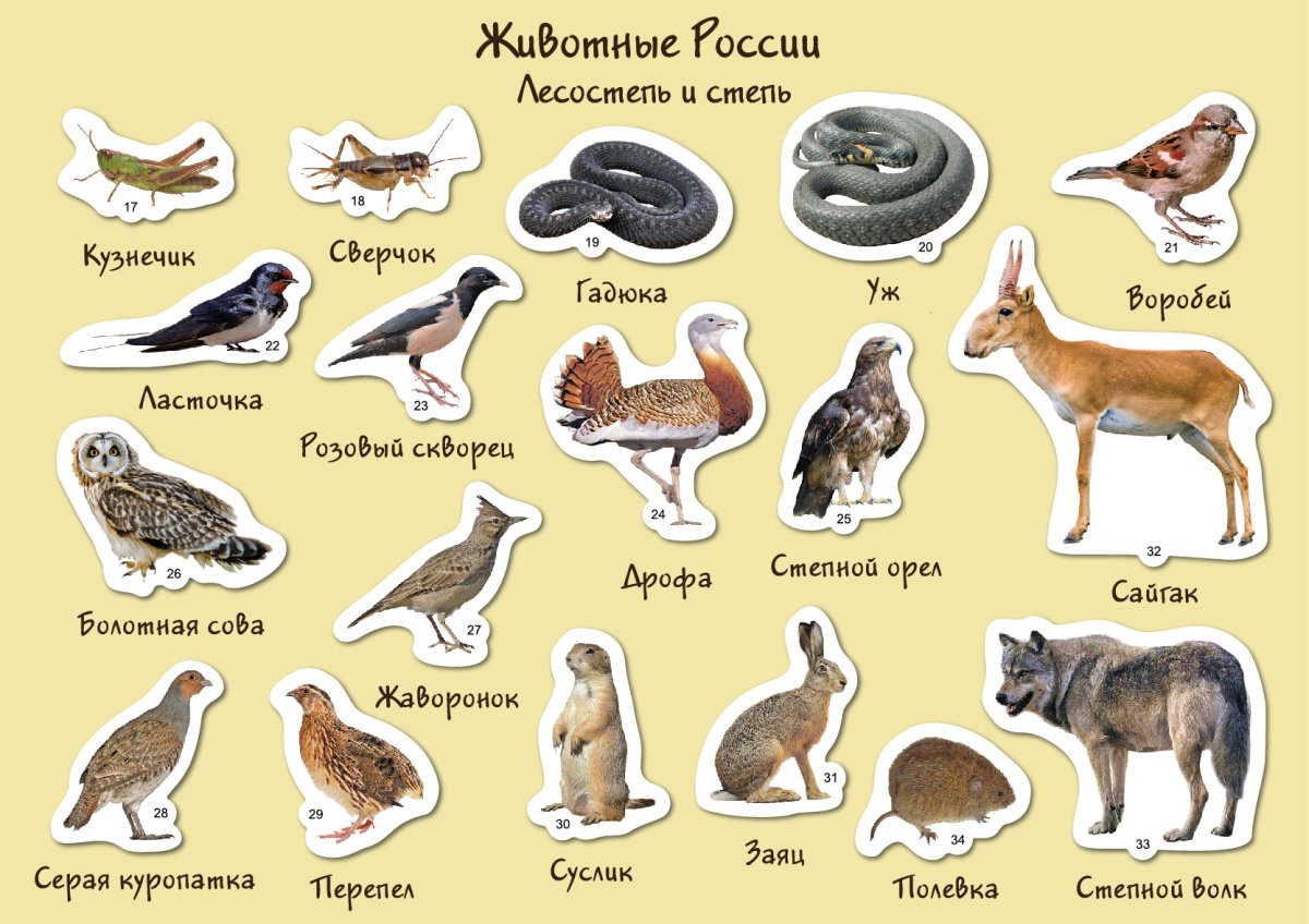 Электронный плакат Дрофа-Медиа животные Австралии