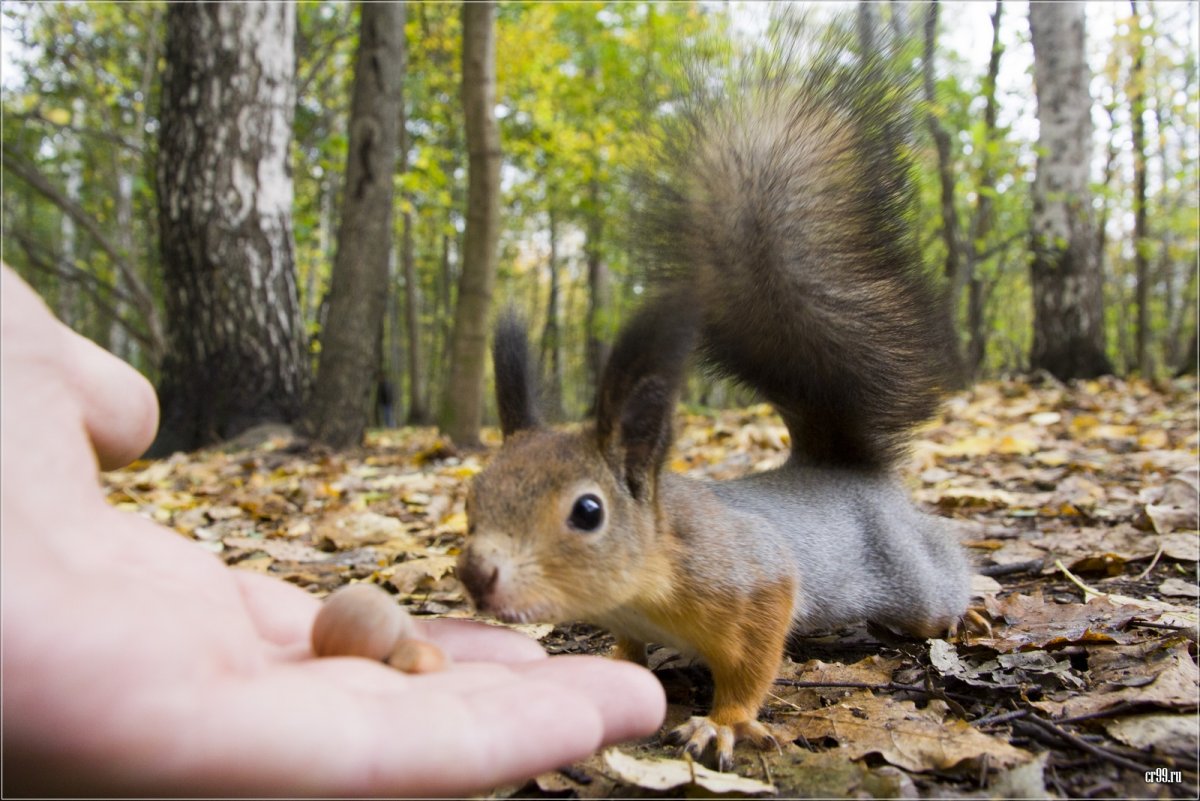 Хинганский заповедник косуля