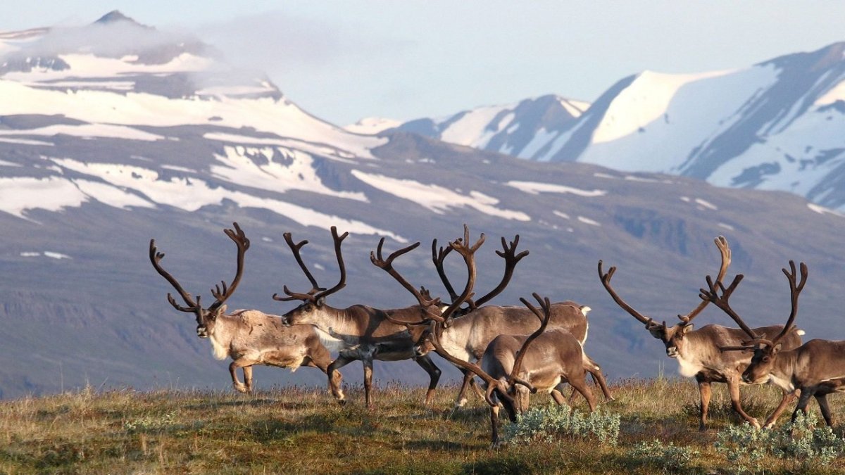 Путоранский подвид снежного барана