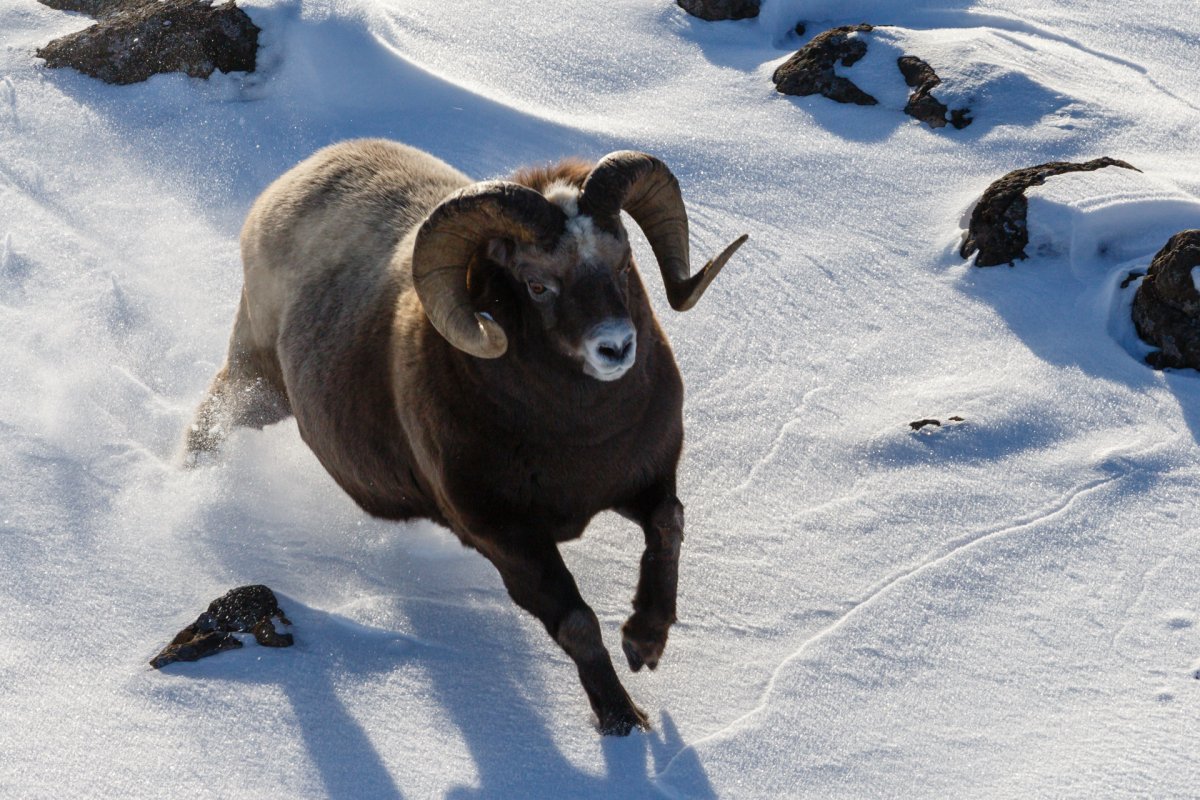 Плато Путорана Норильск звери
