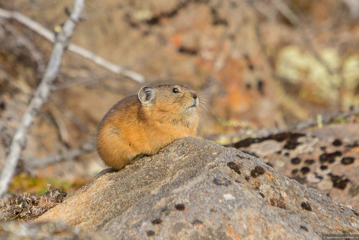 Северный олень Вишерский заповедник