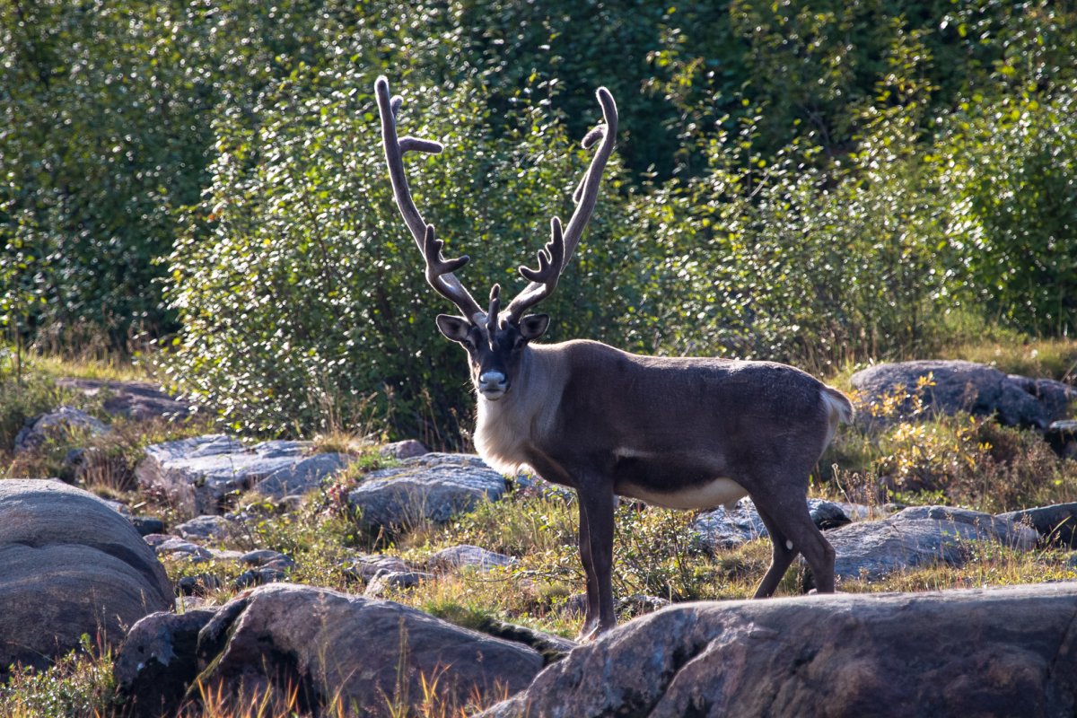 Путоранский снежный баран