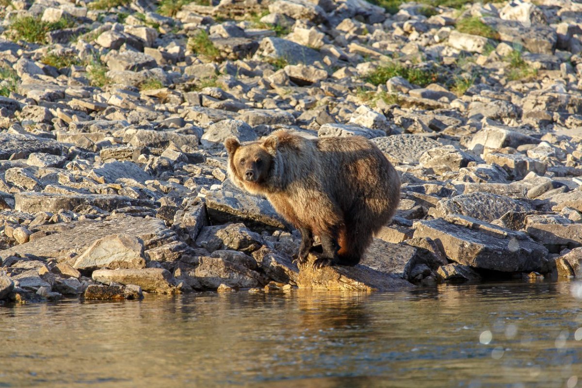 Плато путорана животный мир