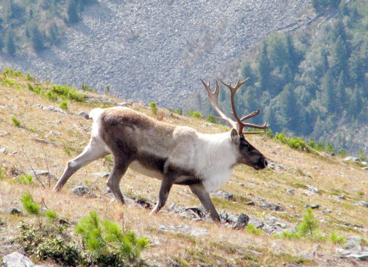 Соболь плато Путорана