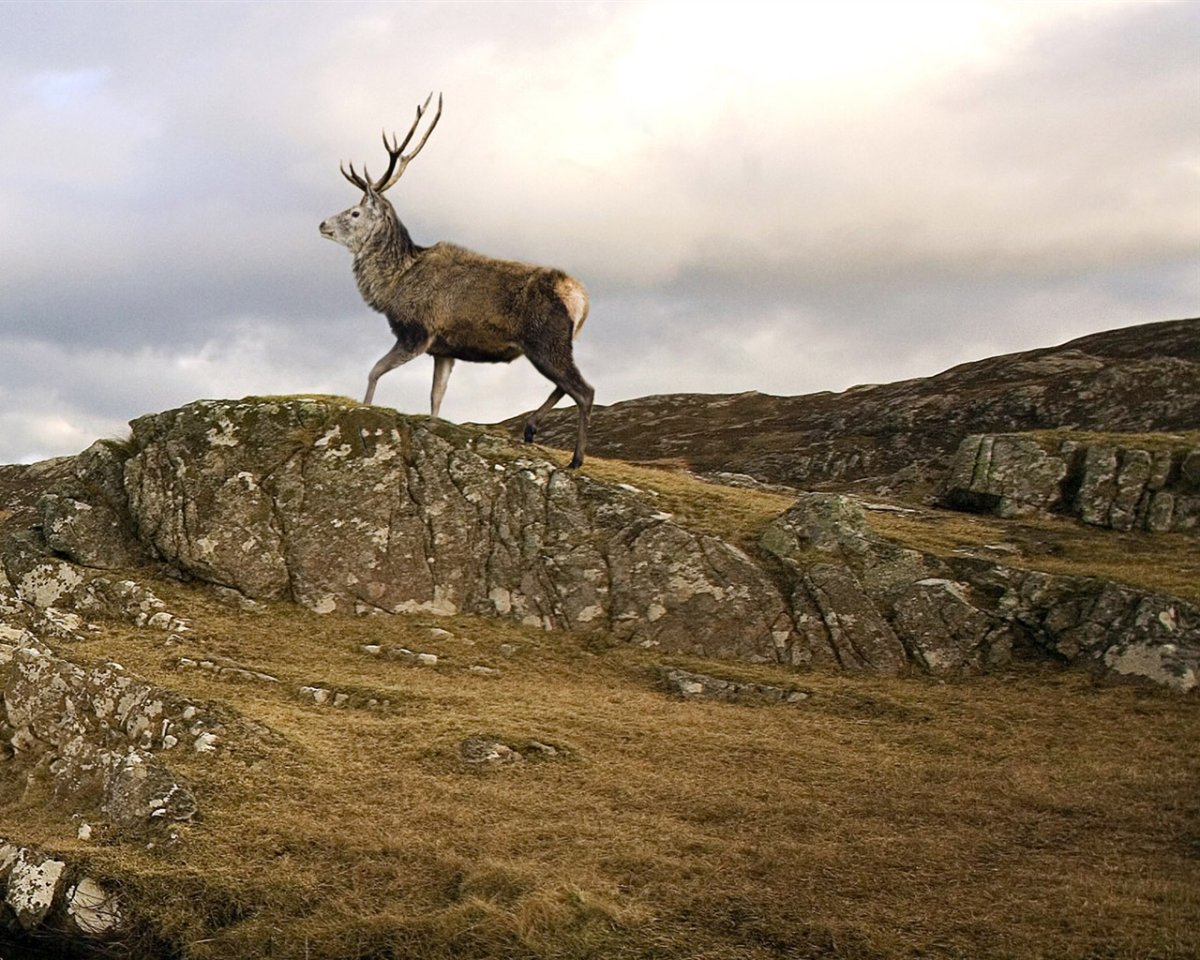 Путоранский заповедник фауна