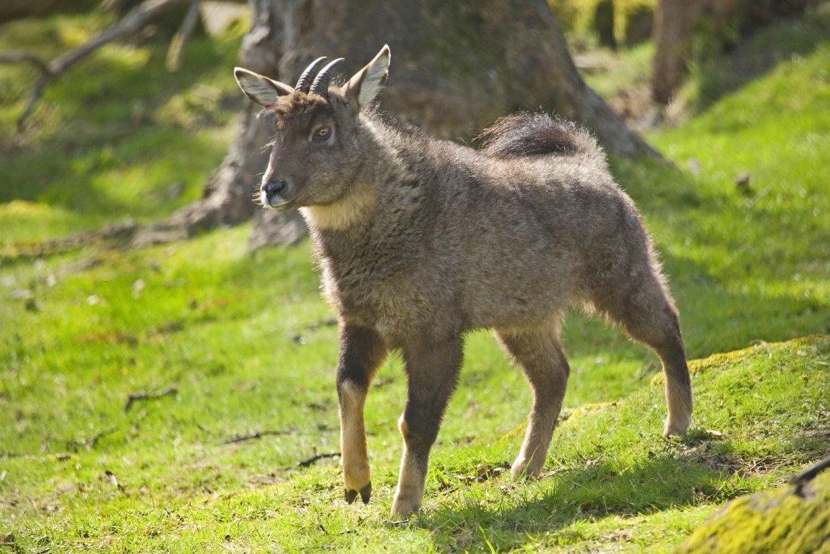 Карта животных России