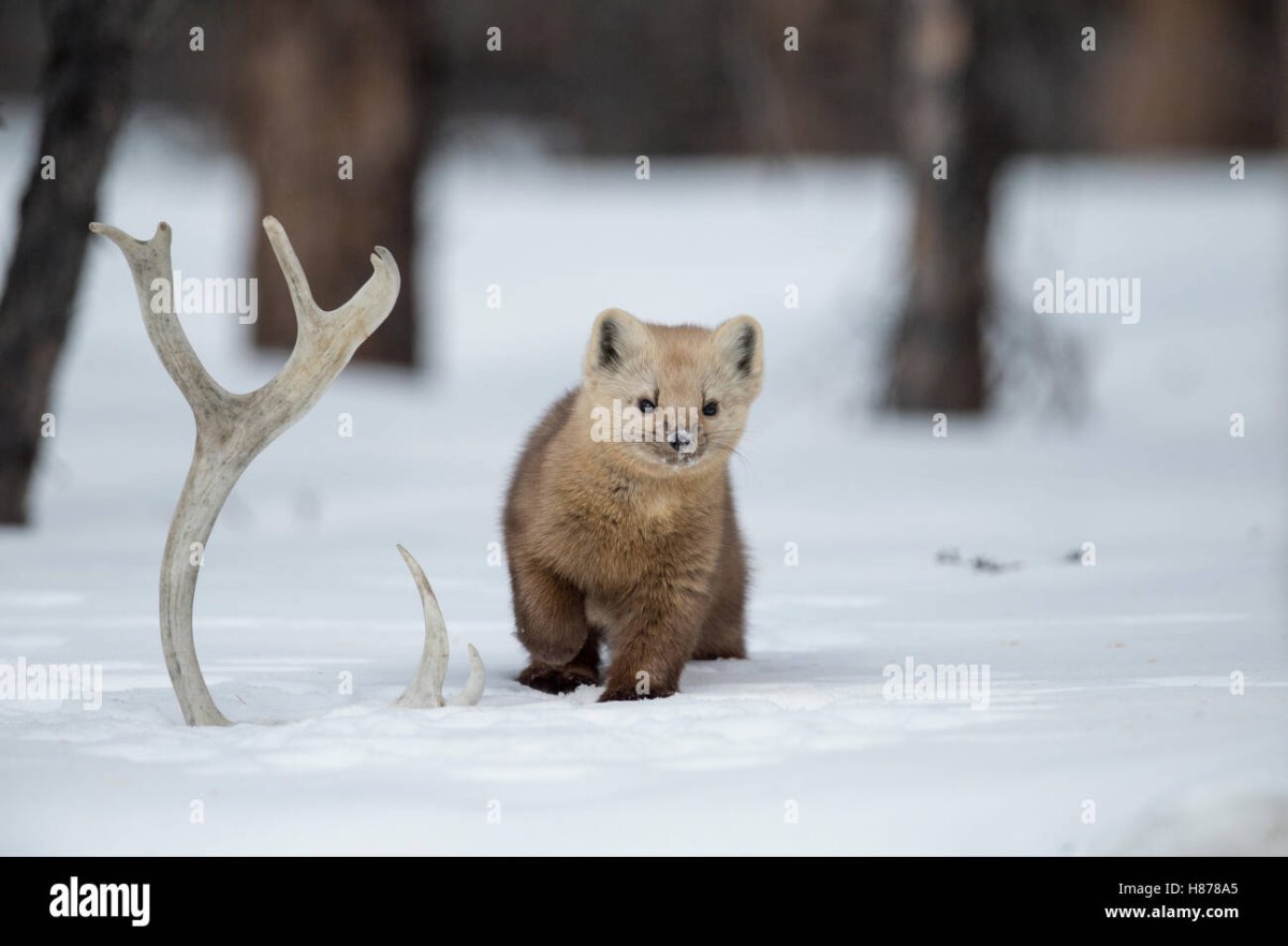 Снежный баран плато Путорана