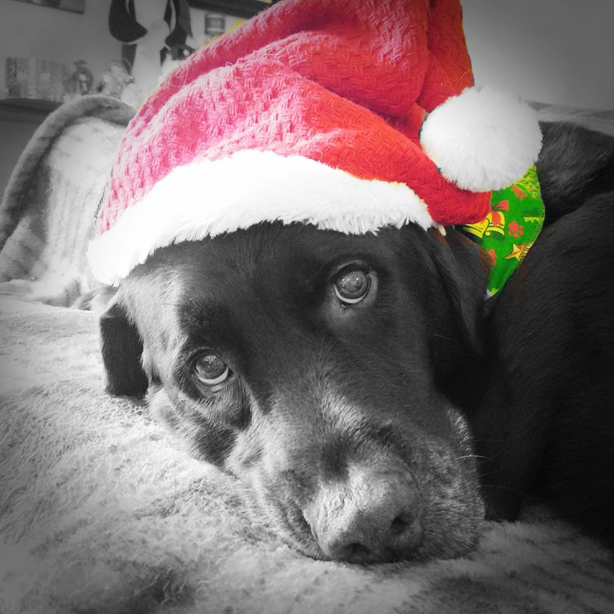 Собака в стакане