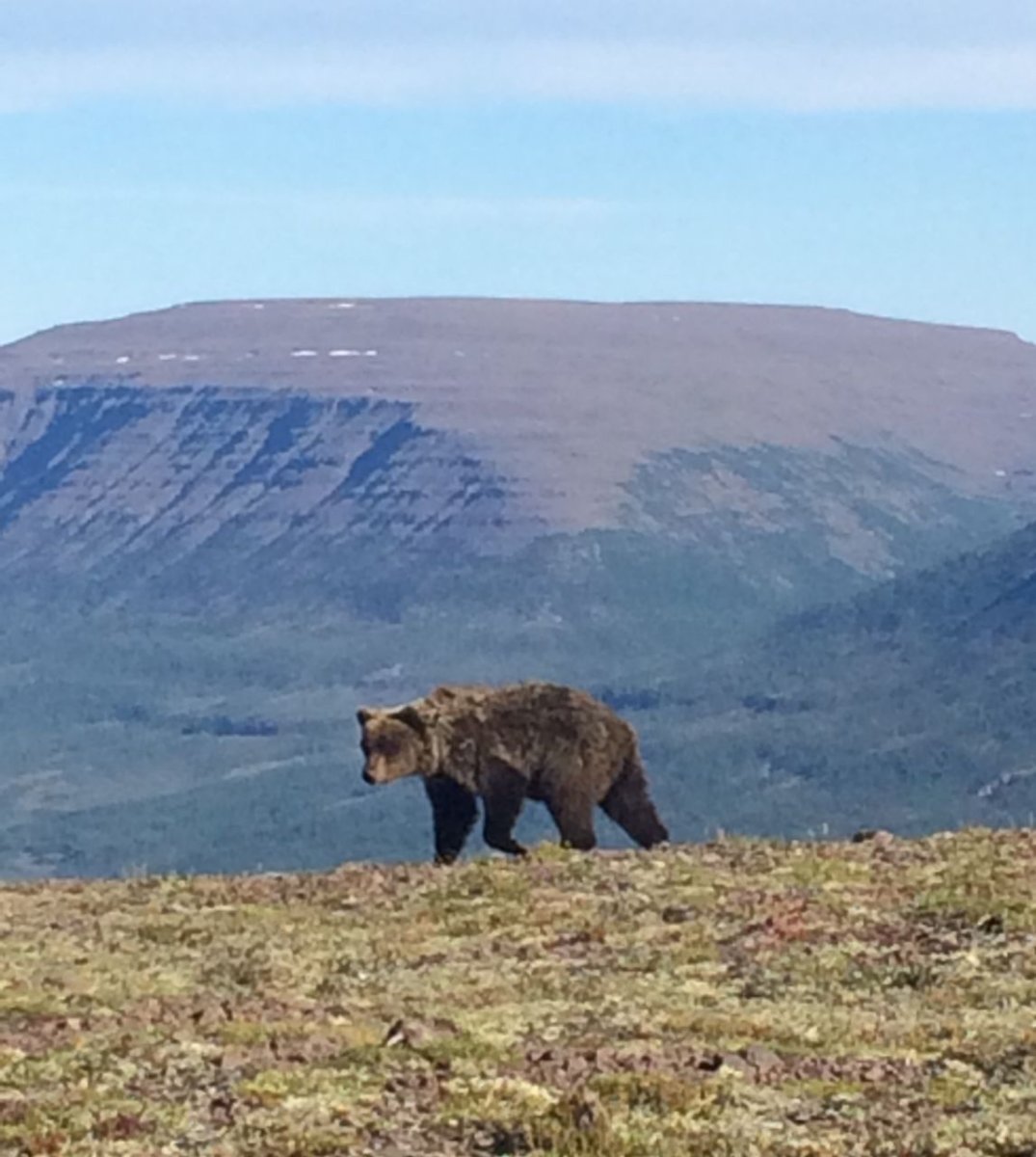 Путоранский снежный баран