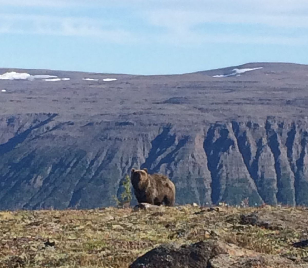Природный парк Ключевской Камчатка фауна